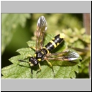 Tenthredo cf marginella~thomsoni - Blattwespe m02a.jpg